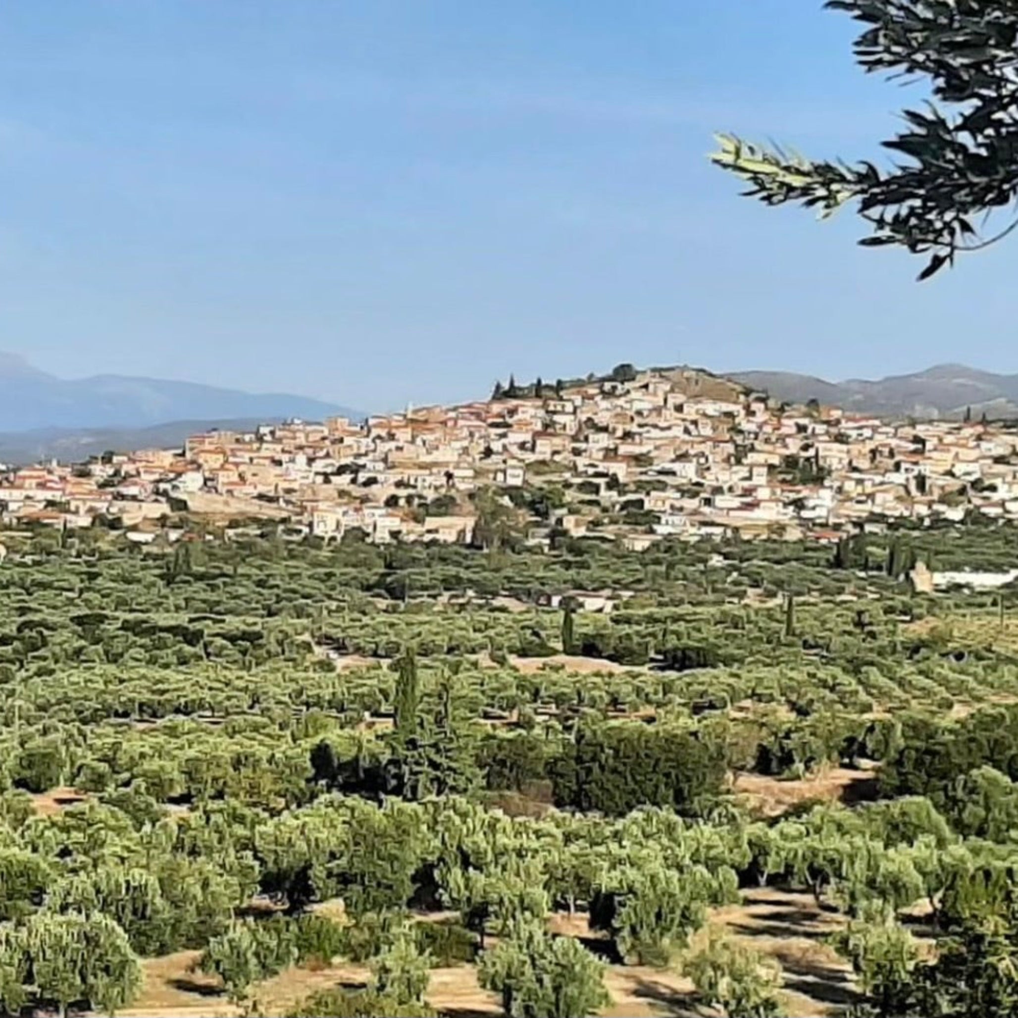 View of Geraki village and surrounding olive groves in Laconia, Greece