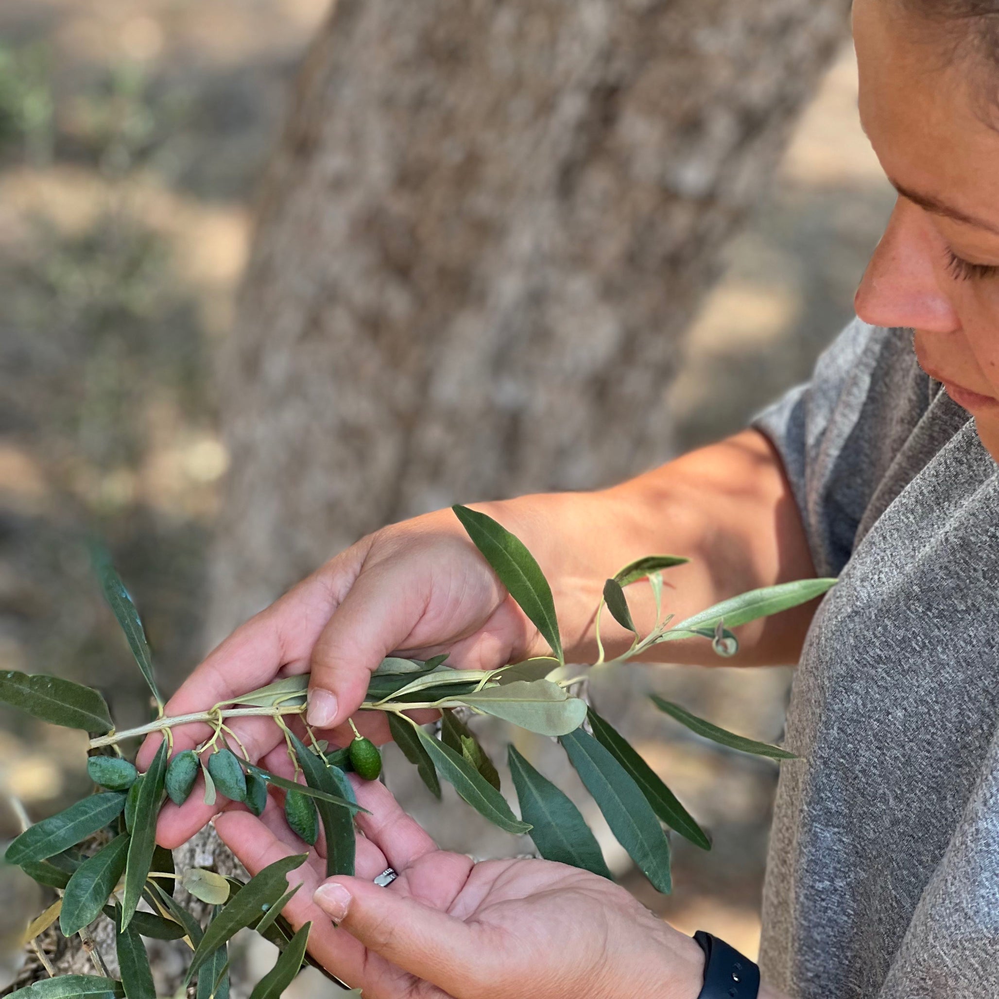 Person examining an olive branch in a natural setting