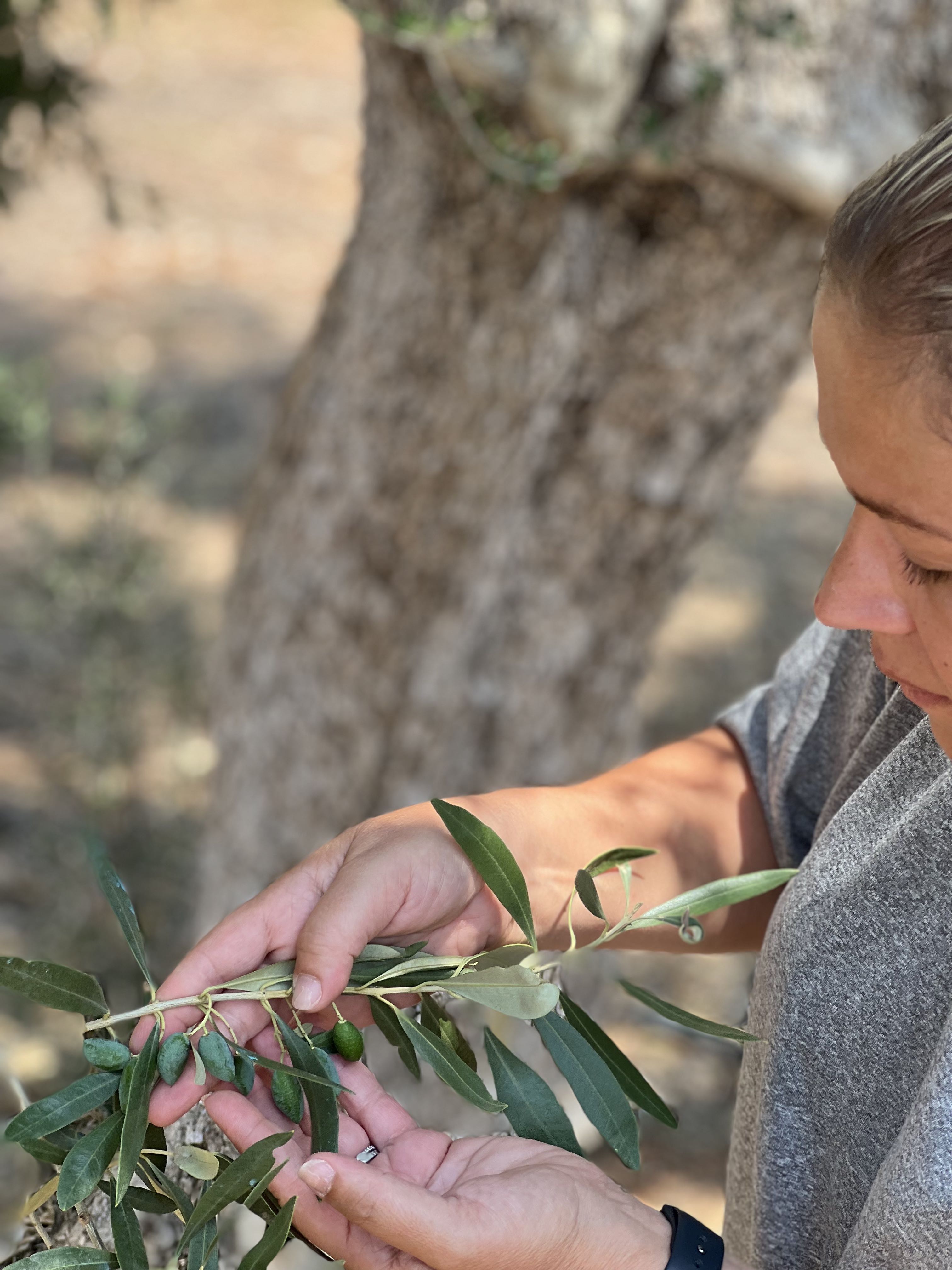 Hand-selecting Koroneiki olives during harvest in Laconia, Greece