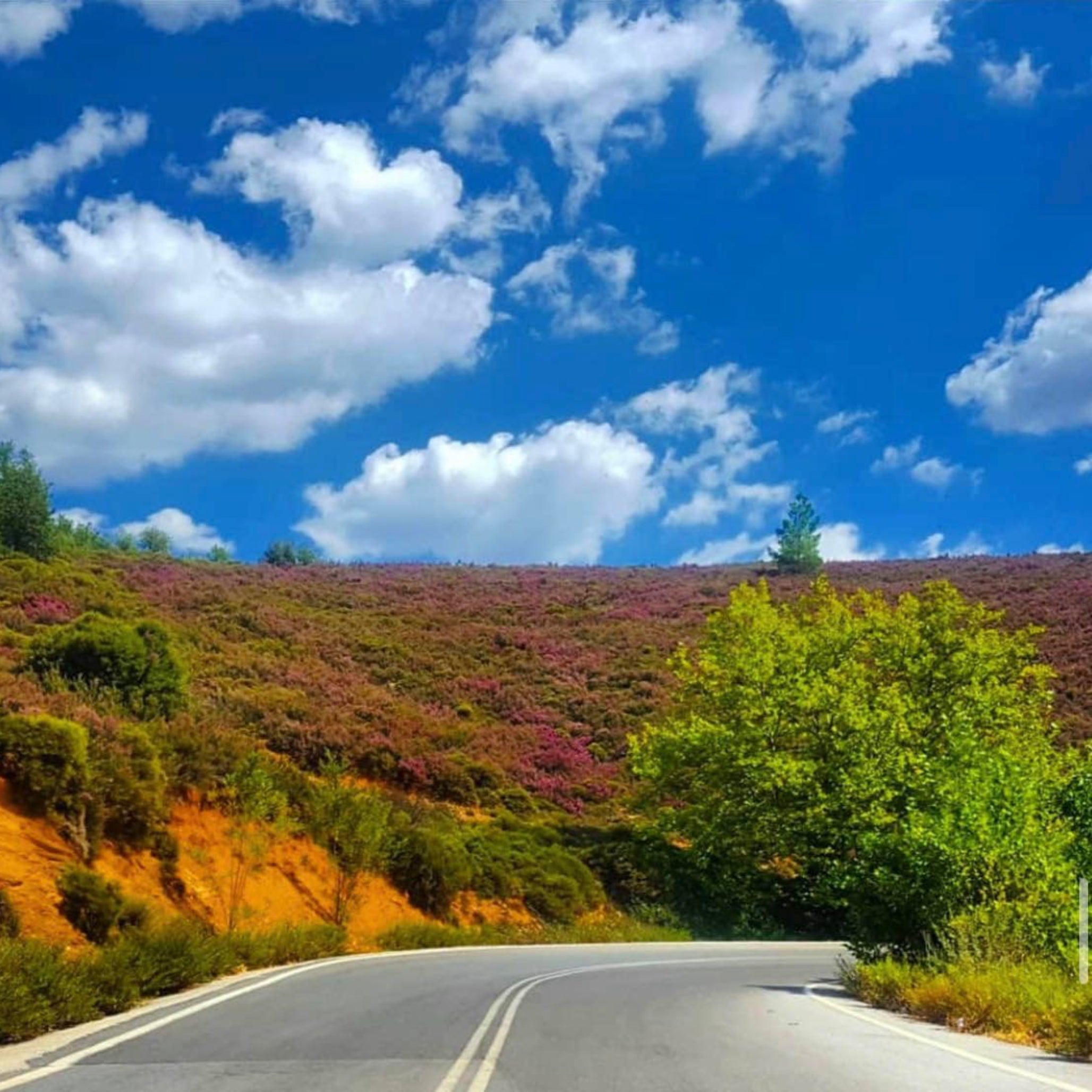 Heather-covered hillside in Arcadia, Greece โ origin of Laconic Wild Heather Honey