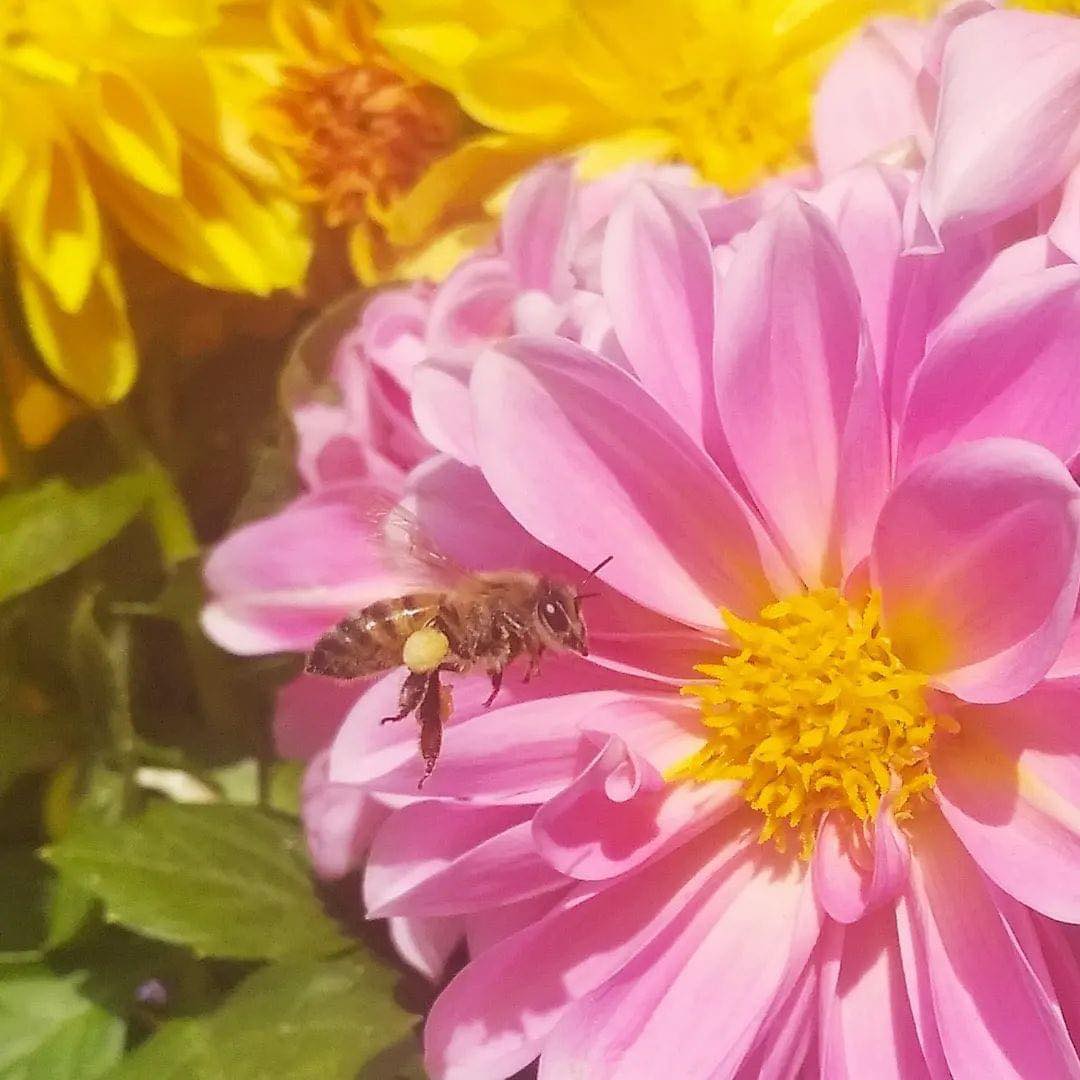 Honeybee pollinating a vibrant pink flower in Greece, photographed by Laconic Foods