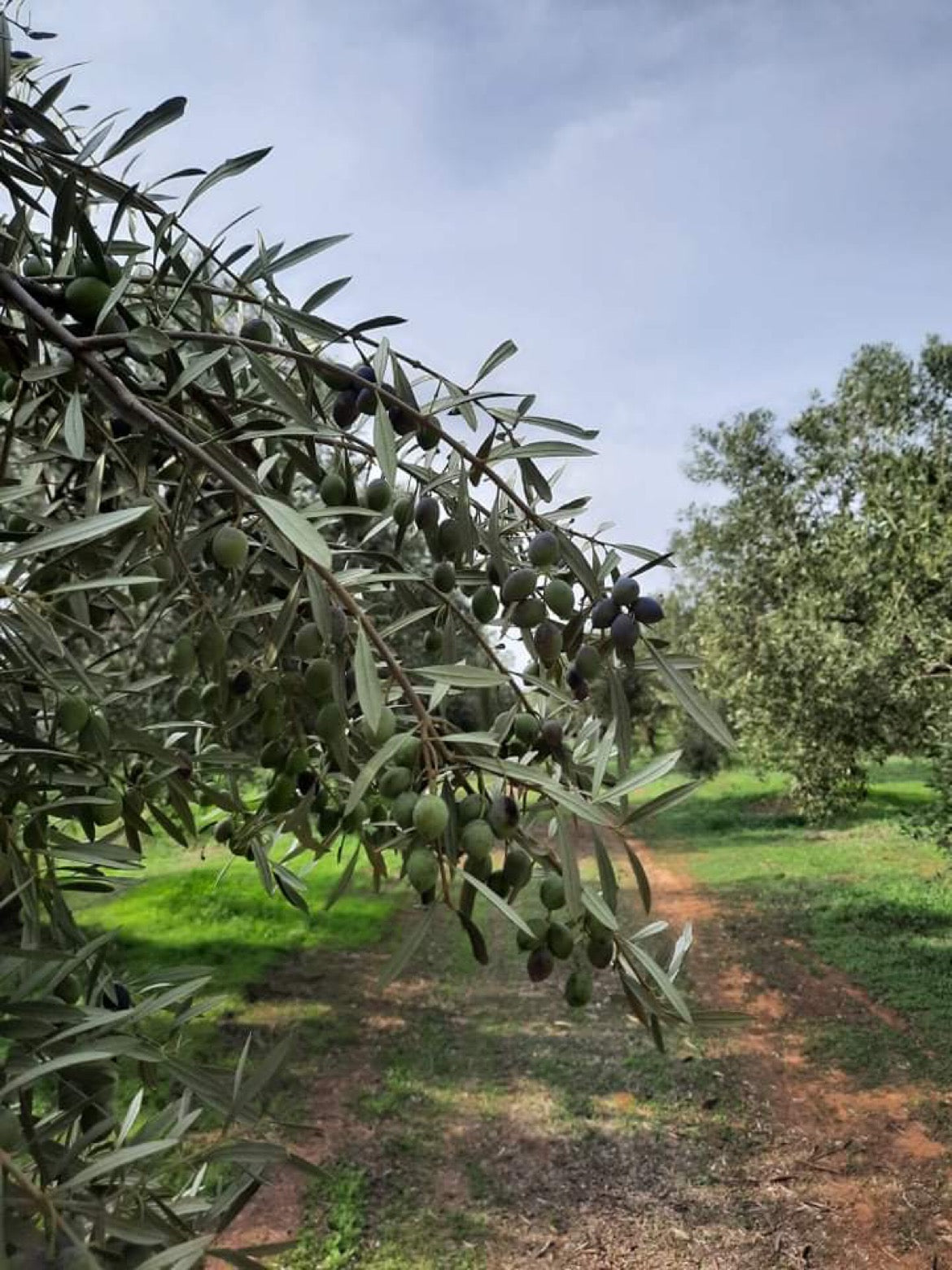 Koroneiki olive trees growing in Laconic valley olive groves, Greece