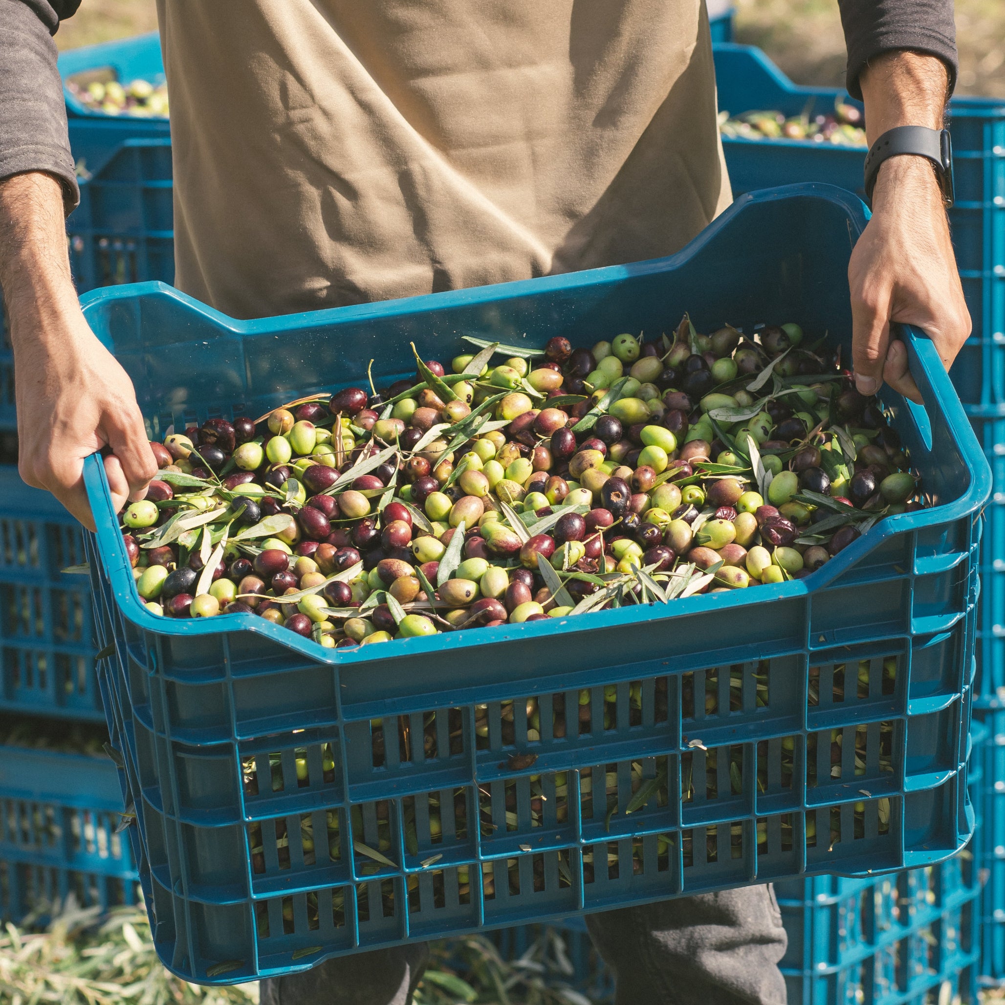 Freshly harvested olives in a crate during traditional olive harvest in Greece.