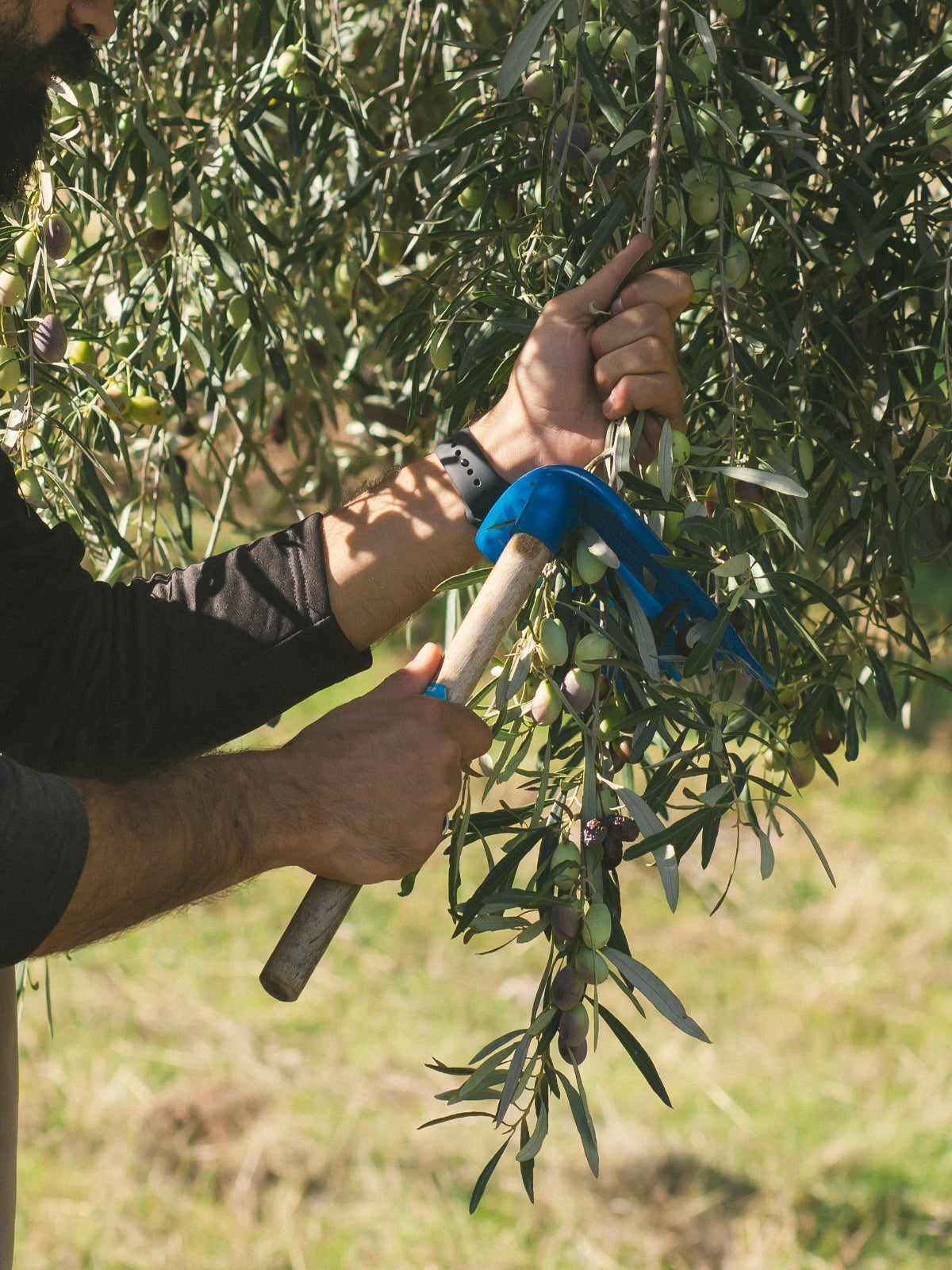 Hand-harvesting Koroneiki olives for extra virgin olive oil in Laconia, Greece