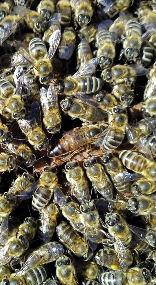 Queen bee in hive surrounded by worker bees during Greek honey production