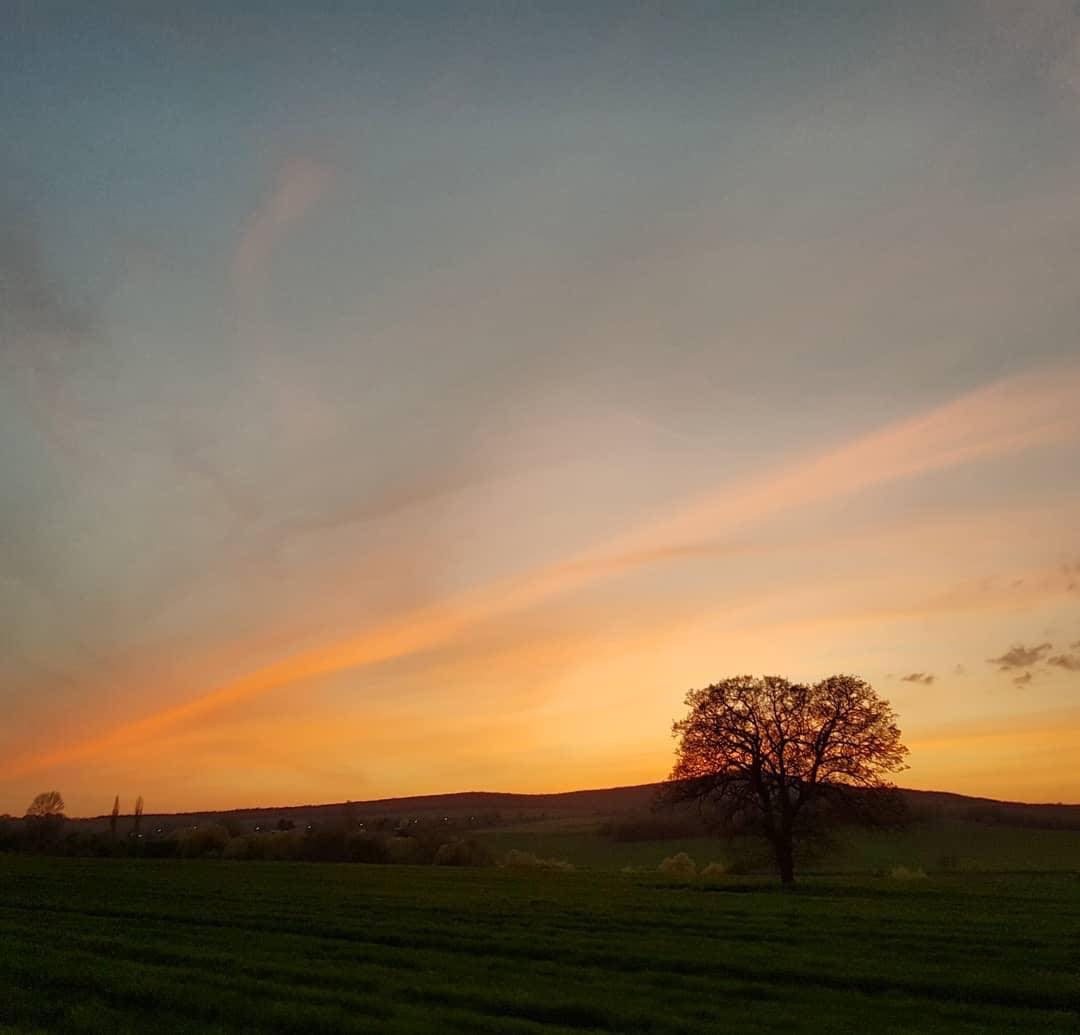 Ancient oak tree at sunset in Greece – source of Laconic Wild Oak Honey