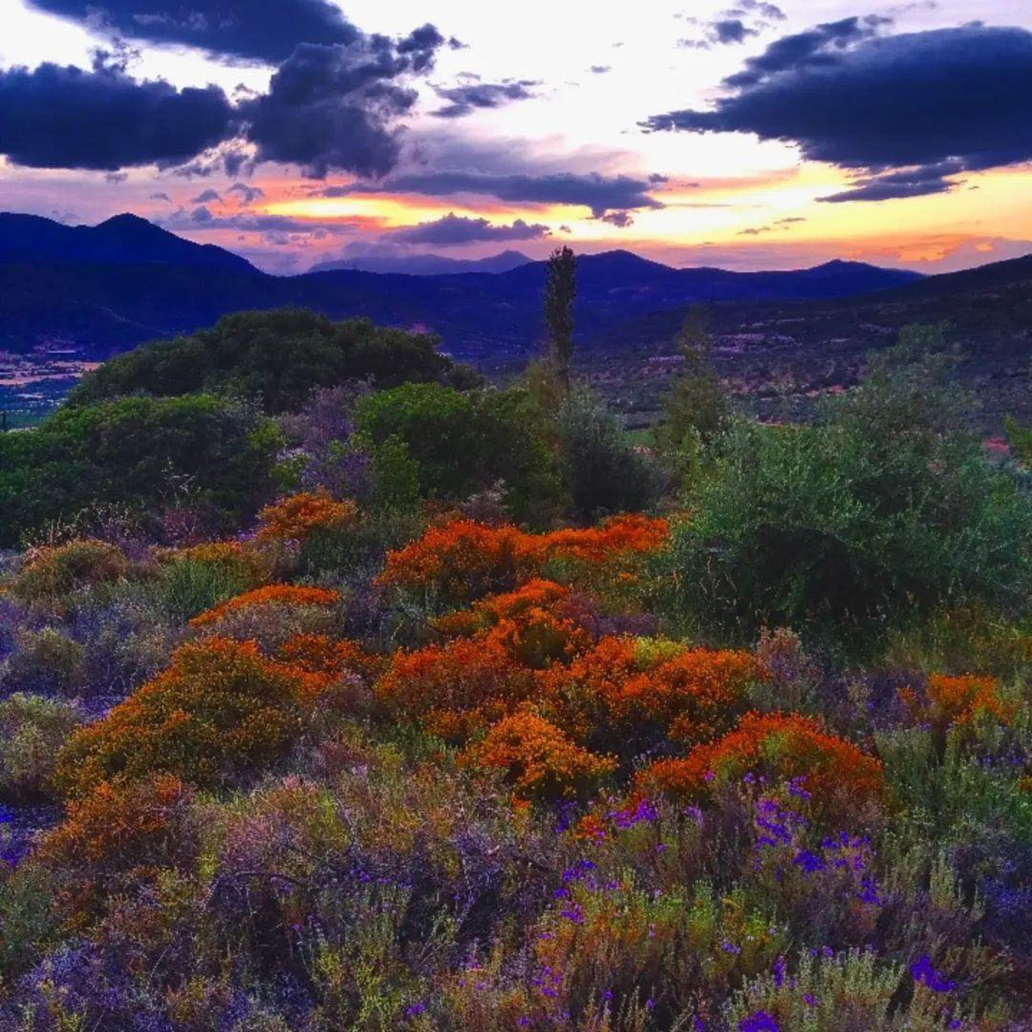 Mountain Landscape in Laconia, Greece – Natural Habitat of Wild Thyme Honey