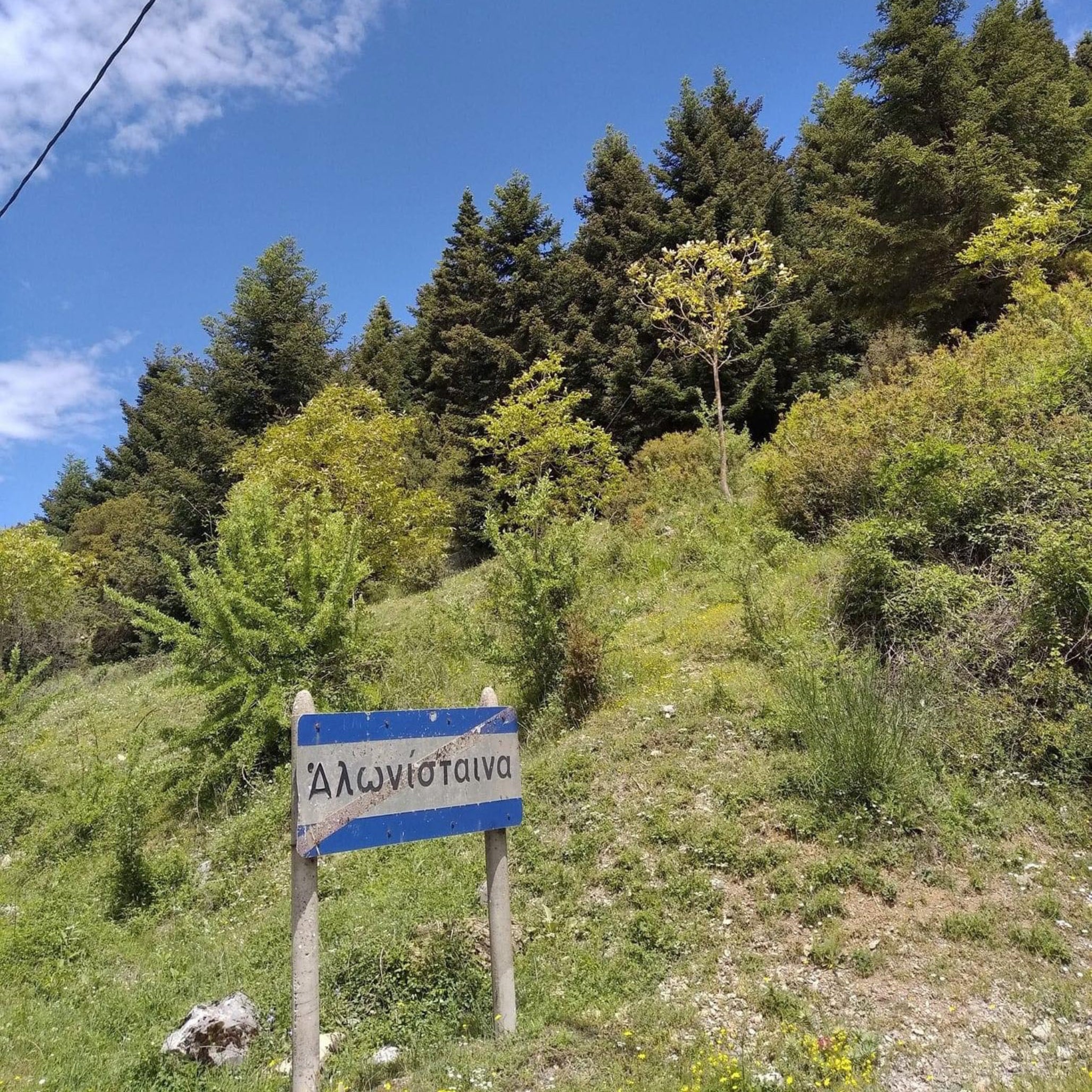 Fir forest near Alonistaina village in Arcadia, Greece – source of Vanilla Fir Honey