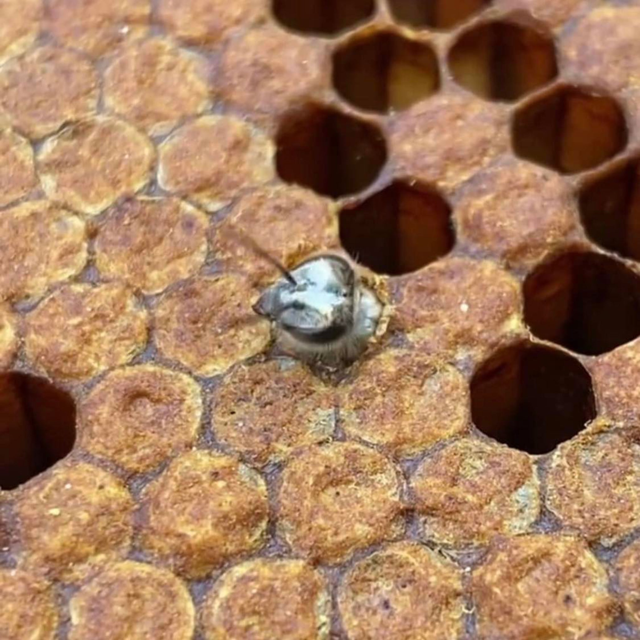 Newborn bee hatching from honeycomb cell at Laconic Foods apiary