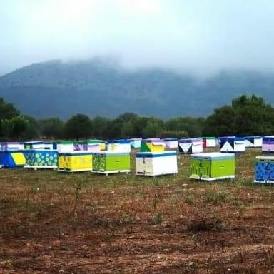 Wild Raw Honey Greece Bee Hives