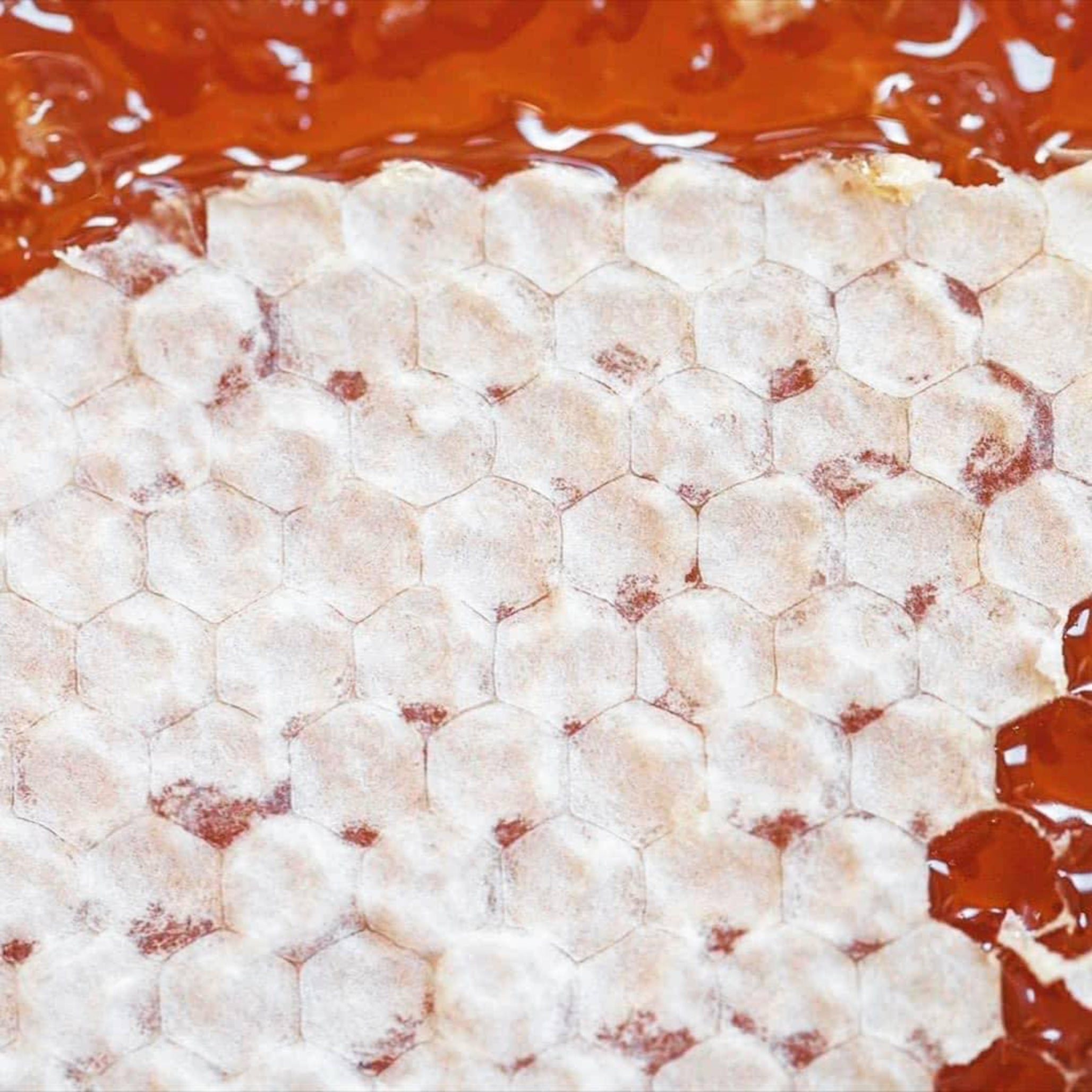 Close-up of capped honeycomb filled with raw Greek honey and pure beeswax