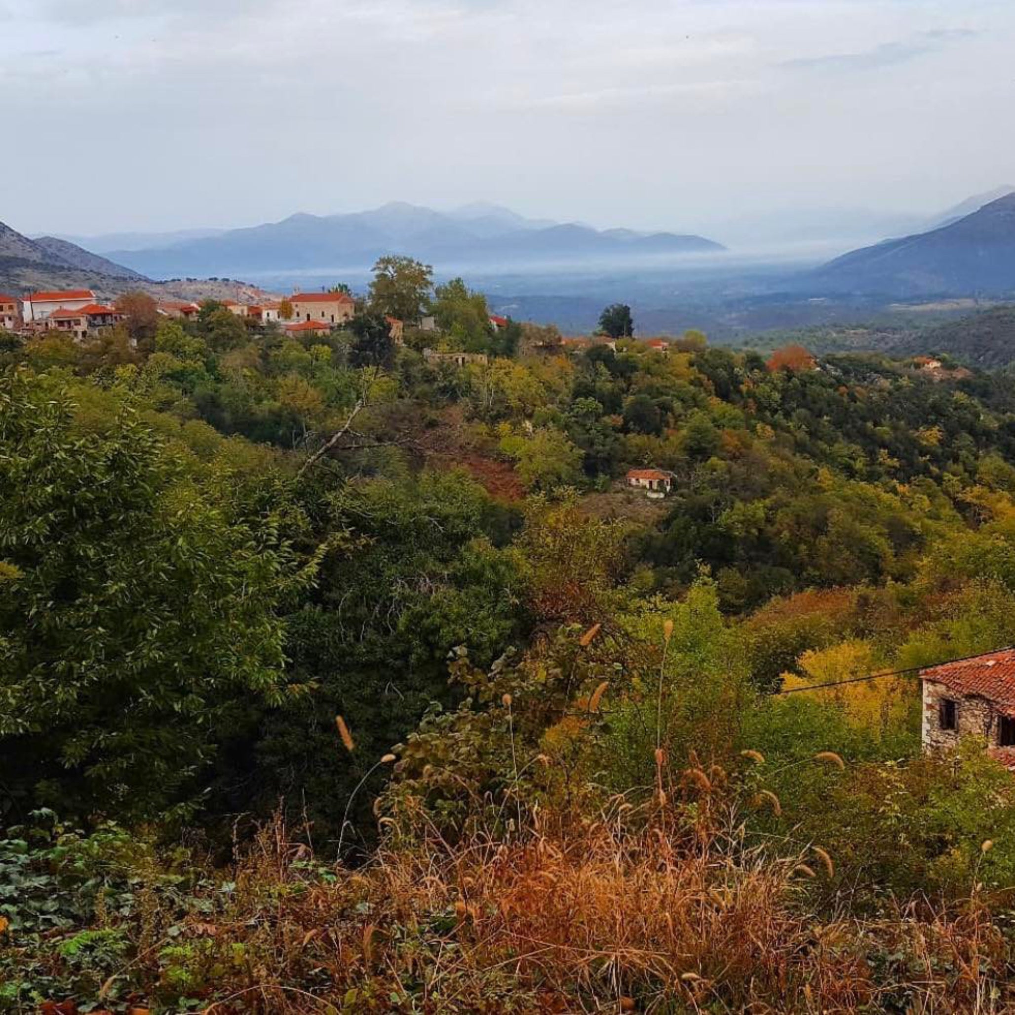 Chestnut tree forest and mountain village of Ano Doliana, Arcadia, Greece – source of Laconic honey