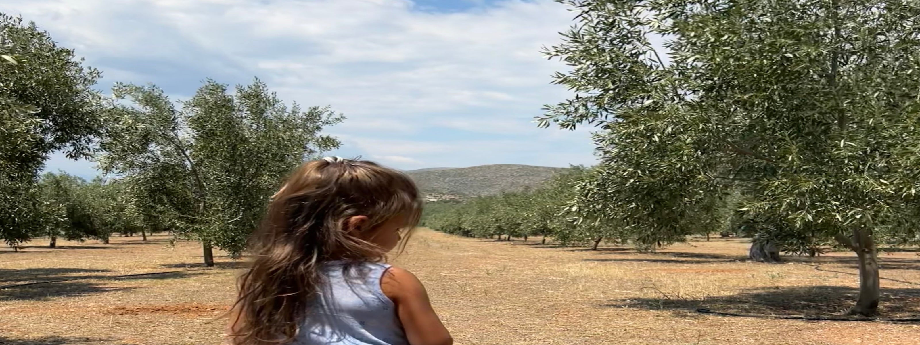 Family-owned olive grove in Laconia, Greece where our single-estate extra virgin olive oil is harvested and produced. 