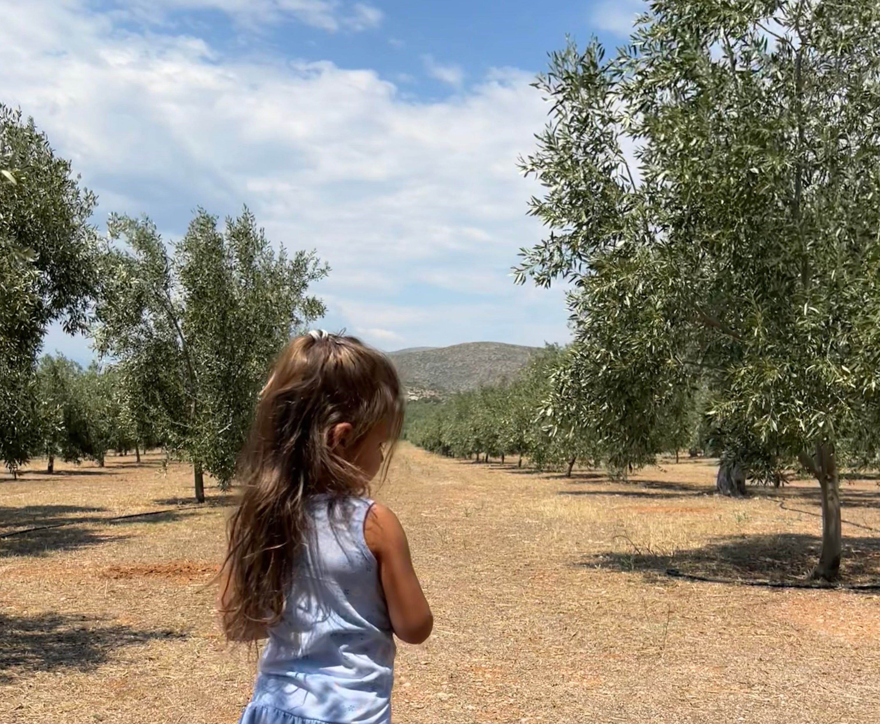 greek-olive-trees