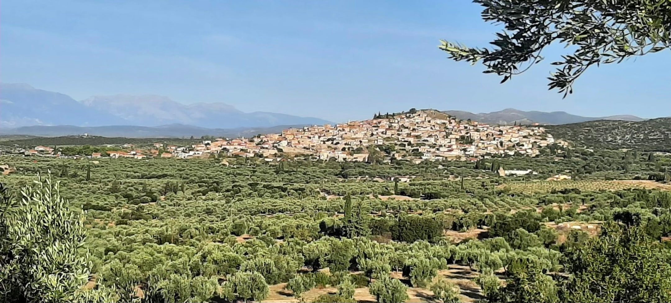 View of Geraki village and surrounding olive groves in Laconia, Greece