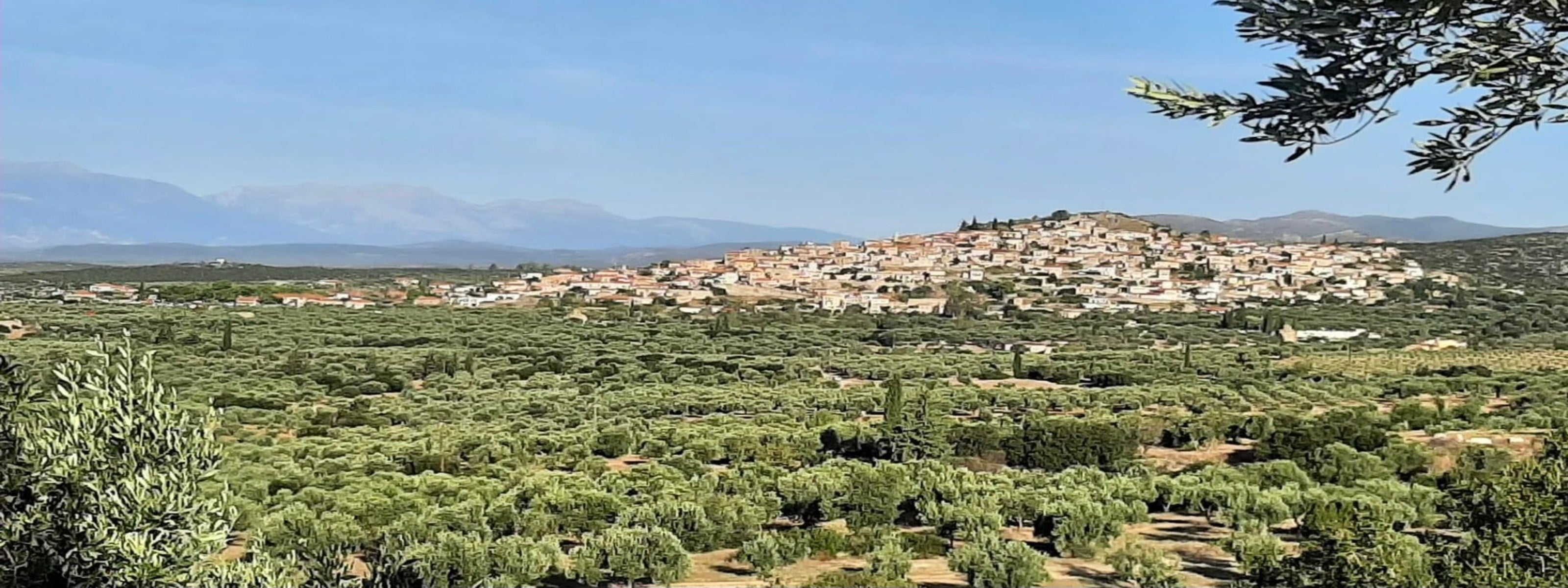 Olive groves of Geraki, Laconia with view of traditional Greek village