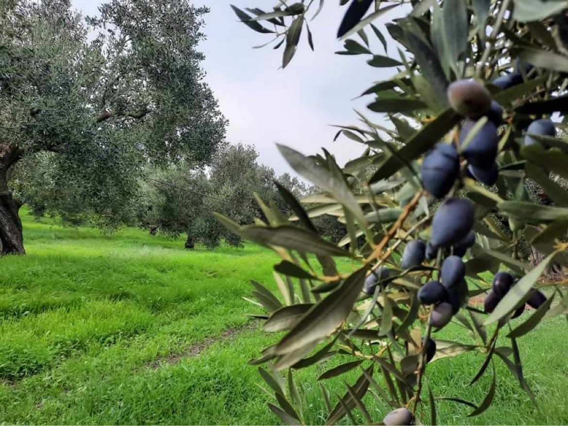 Close-up of Kalamon olives growing in an olive grove in Geraki, Laconia