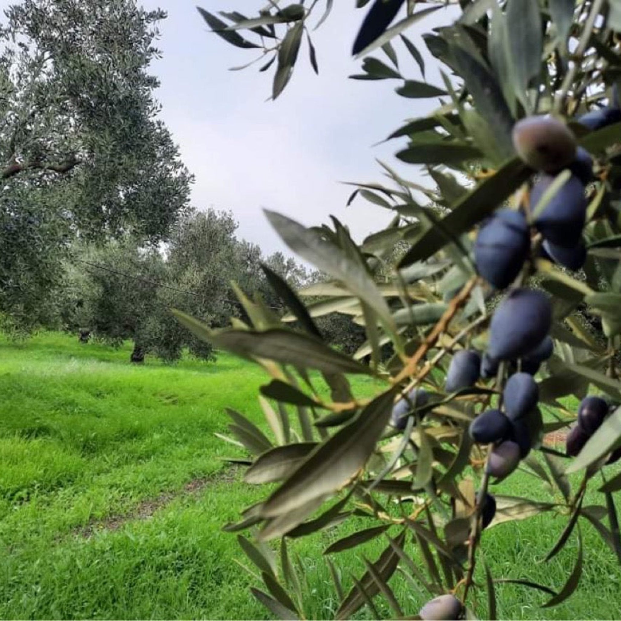 Close-up of Kalamon olives growing in an olive grove in Geraki, Laconia