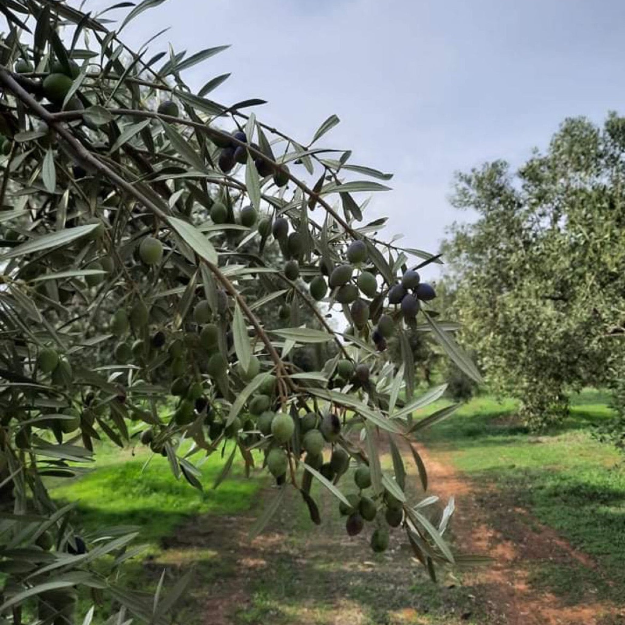 Olive tree with green olives on a sunny day