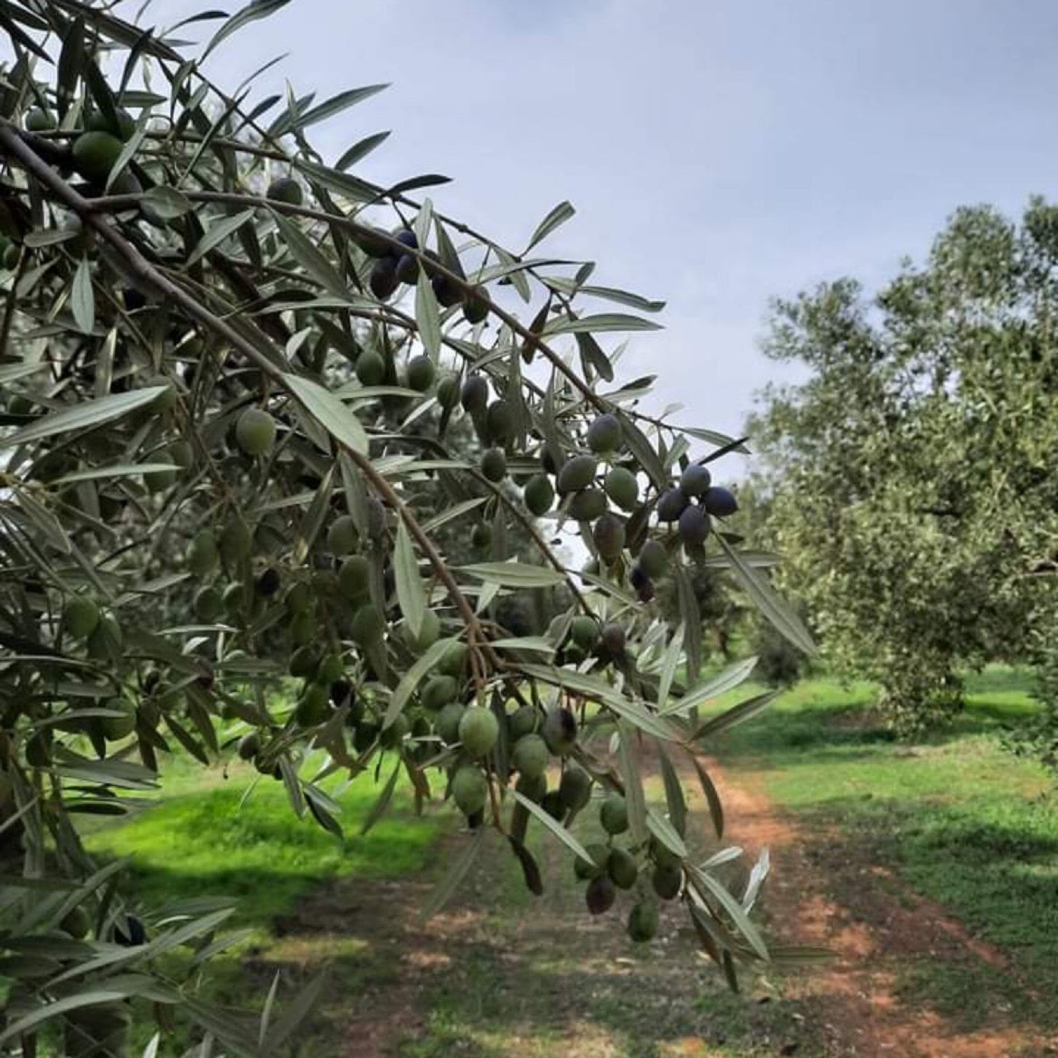 Koroneiki olive trees growing in Laconic valley olive groves, Greece