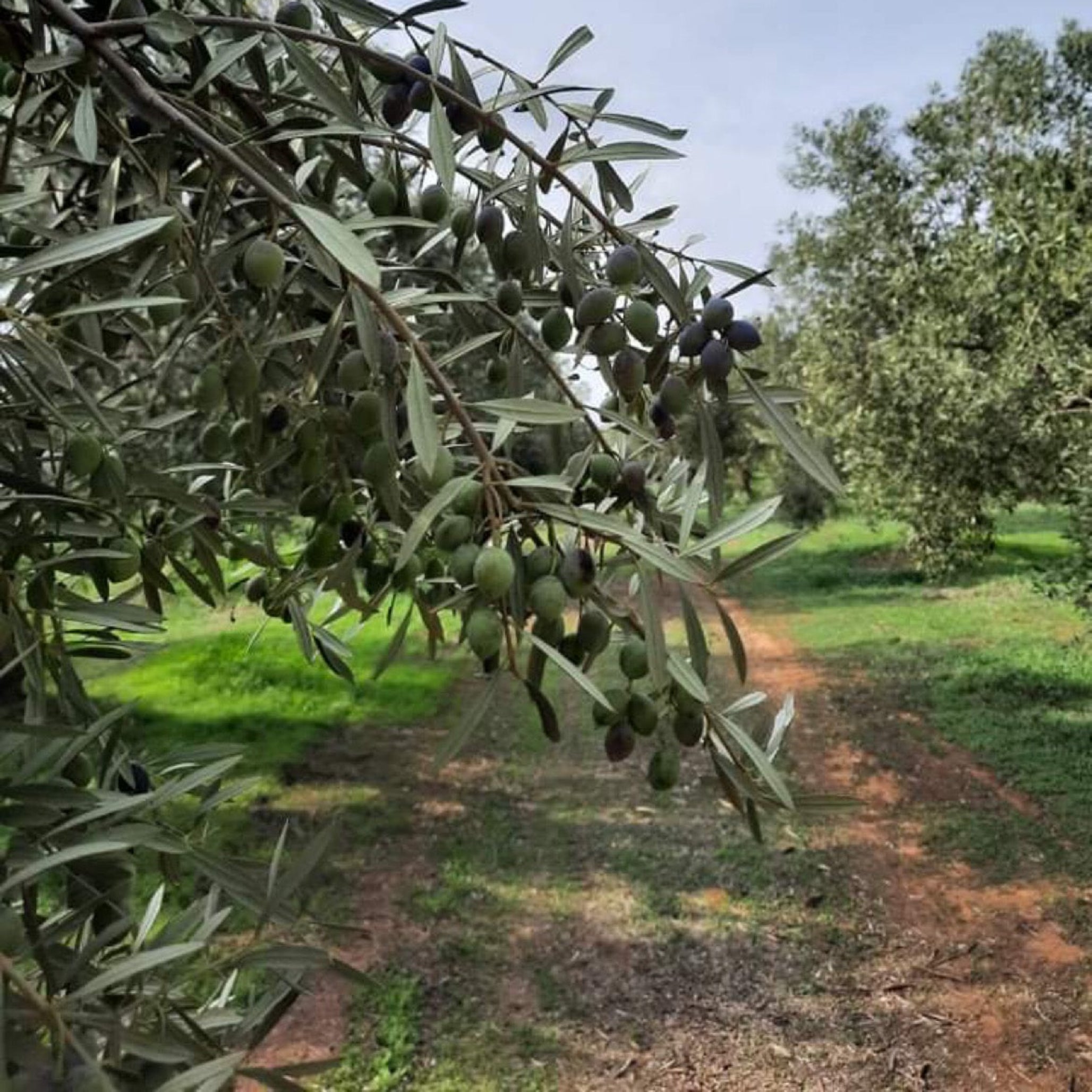 Olive tree branches with ripening olives in a Greek olive grove used for Laconic Foods extra virgin olive oil.