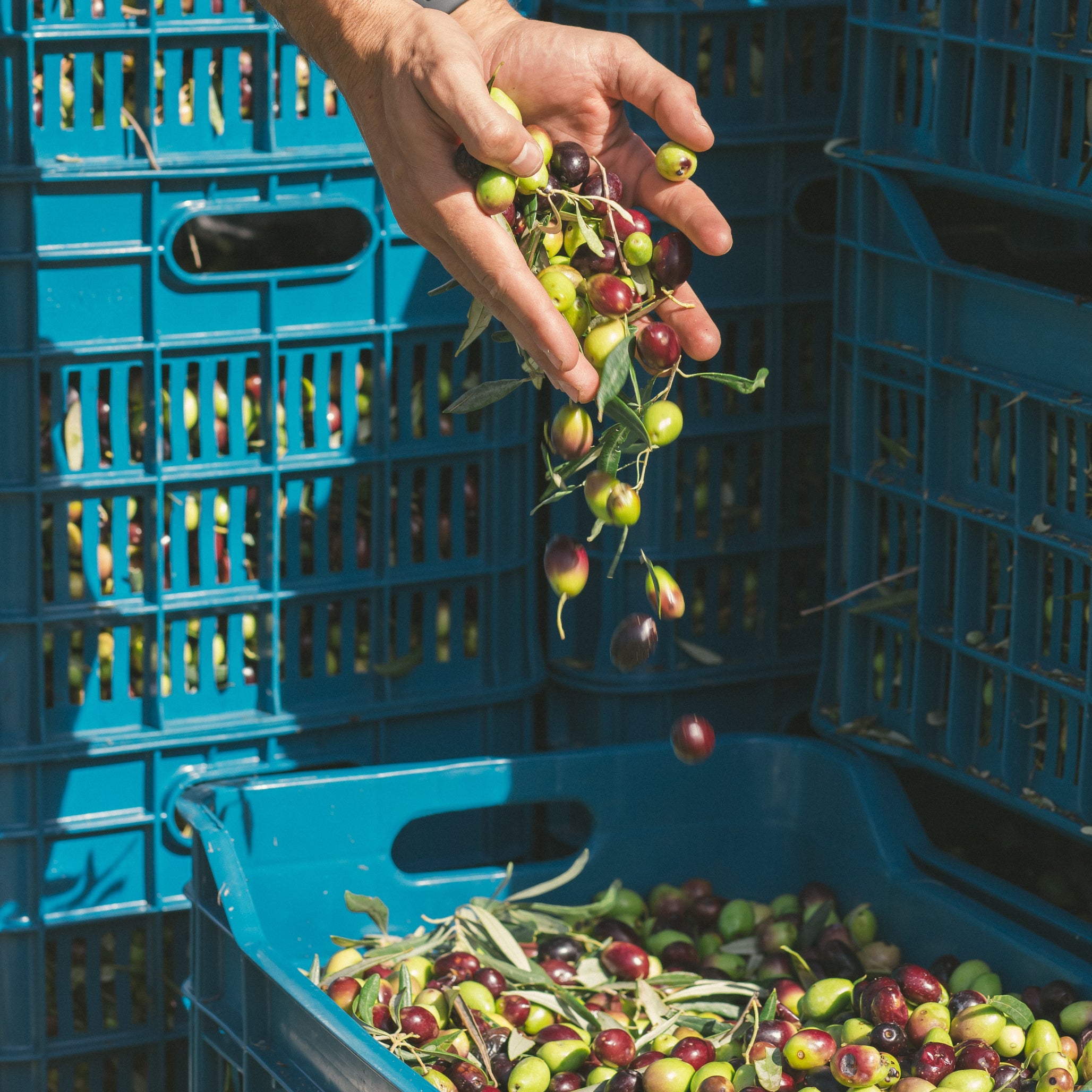 Fresh olives being hand-sorted during harvest and placed into crates in a Greek olive grove.