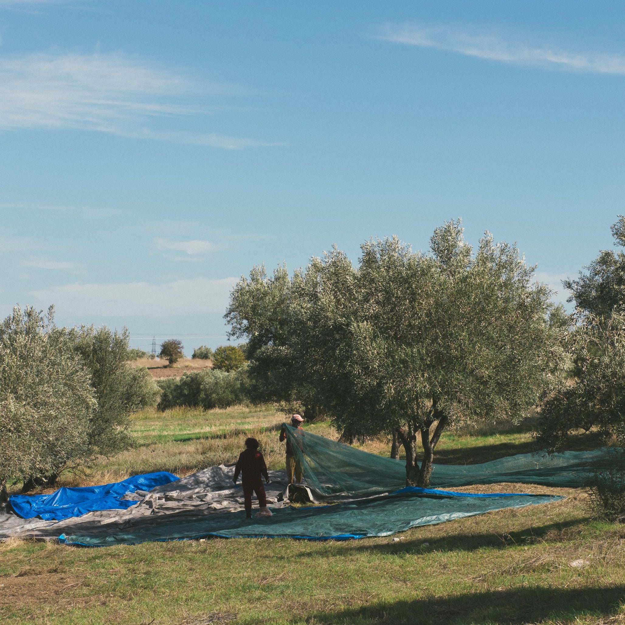 Olive harvest in a Greek olive grove using traditional nets beneath olive trees.
