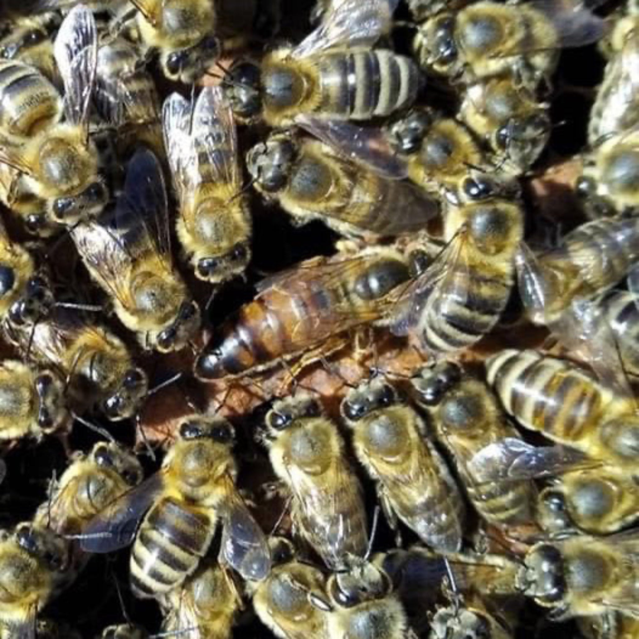 Queen bee in hive surrounded by worker bees during Greek honey production