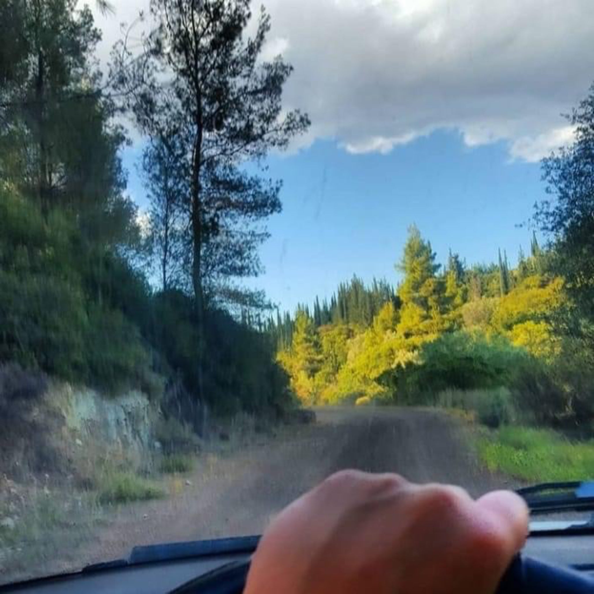 Driving through forest in Laconia, Greece – source region of Wild Greek Forest Honey
