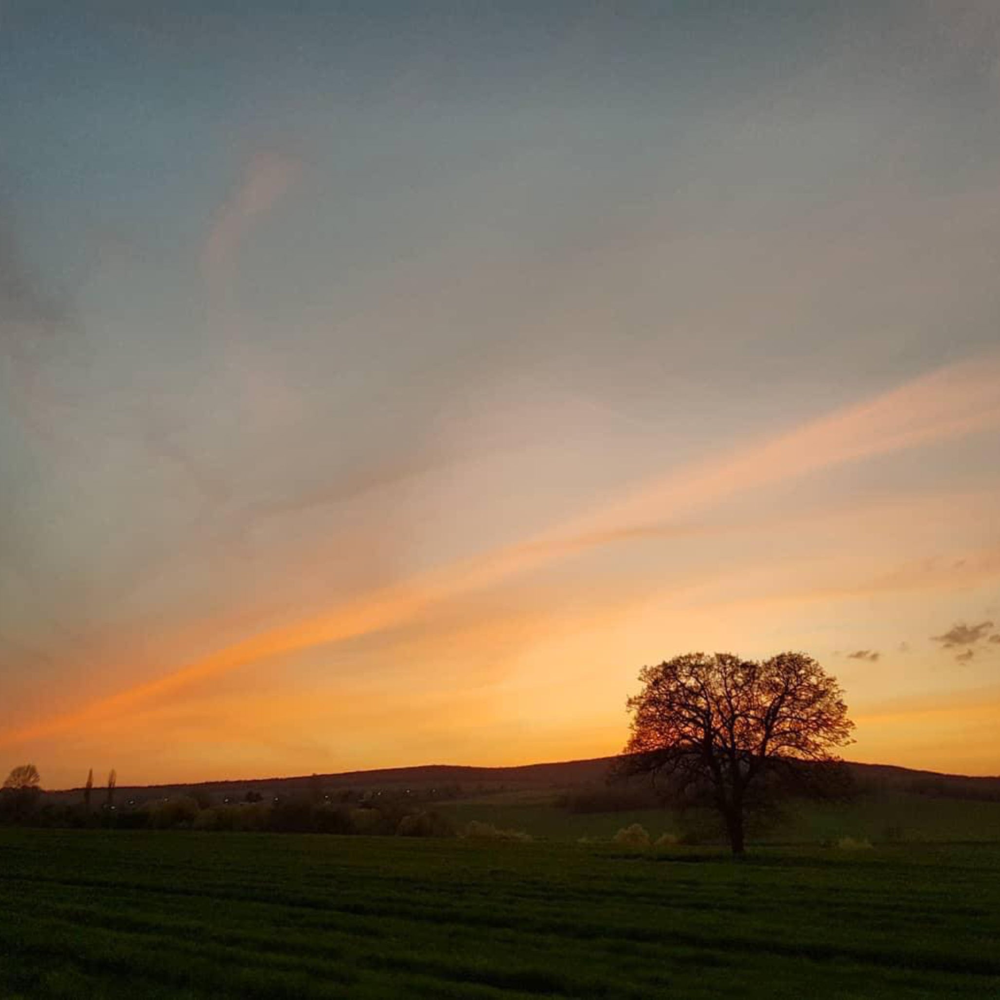 Ancient oak tree at sunset in Greece – source of Laconic Wild Oak Honey