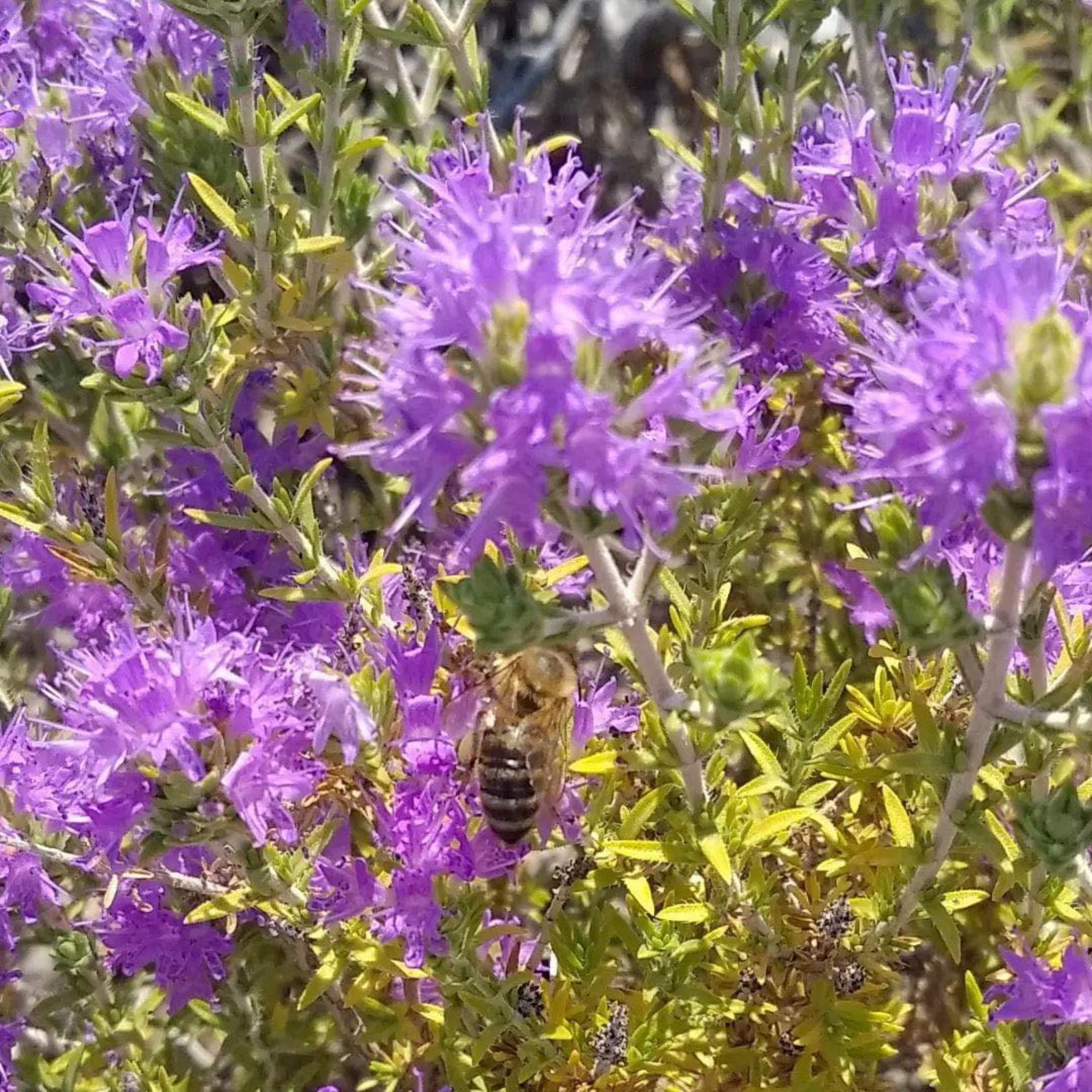Wild Greek Thyme Flowers with Bee – Natural Source of Laconic Honey