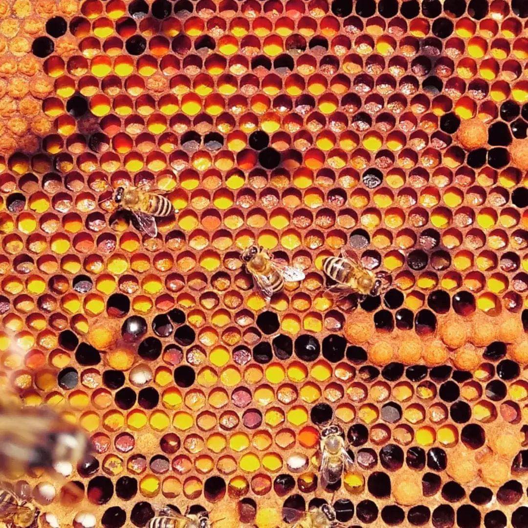 Greek RARE Vanilla Fir Honey | Raw and Unfiltered | 14oz. (400g)