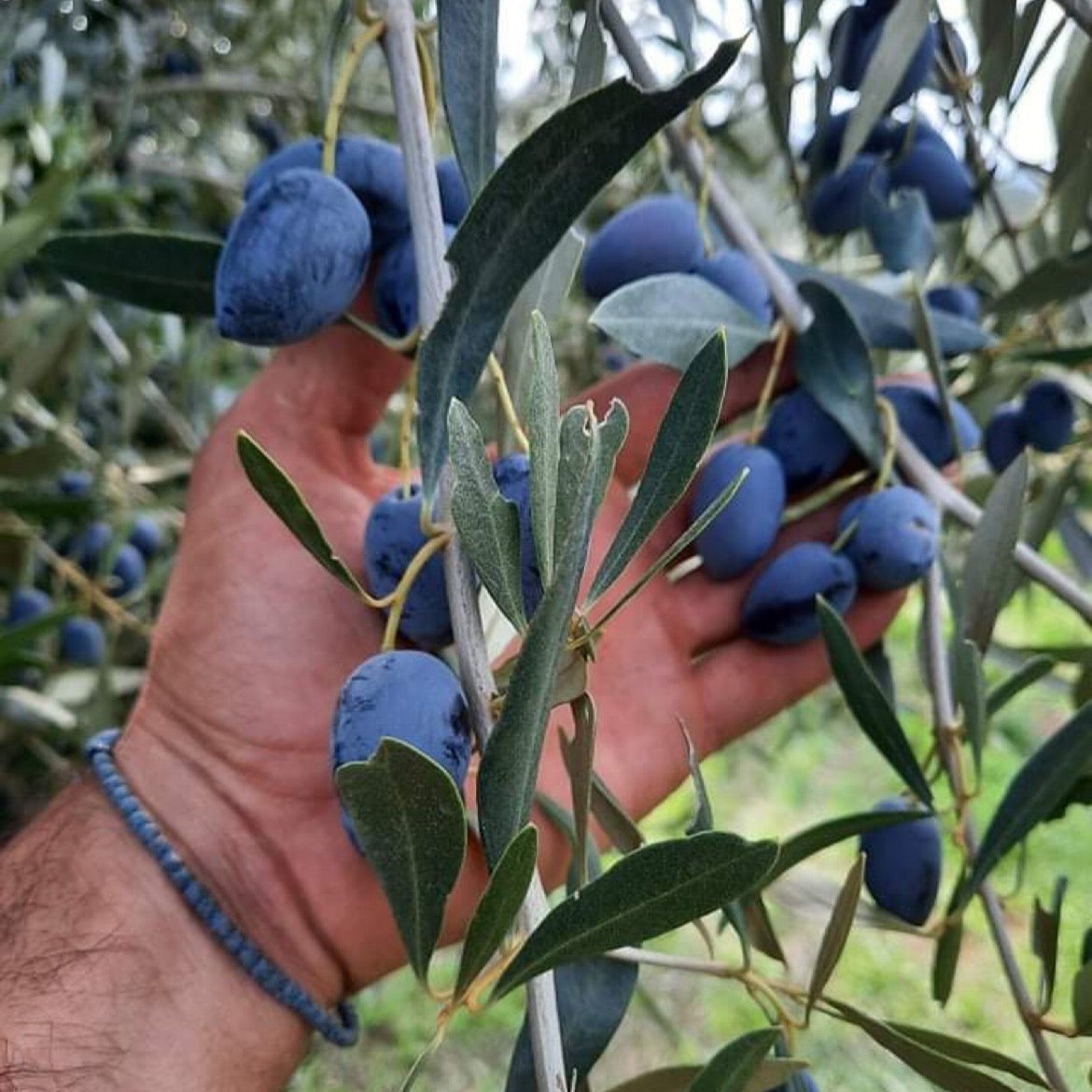 Harvest Time!