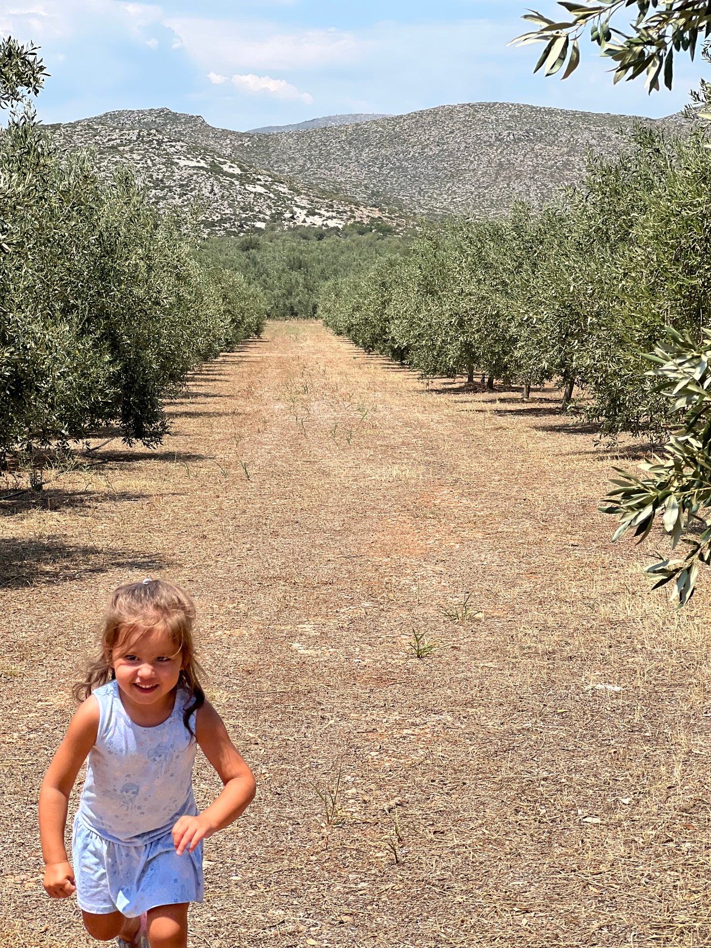 Spartan Gold Kalamata Greek Olives | Single Estate | Kalamon | 11.3oz. (320g)