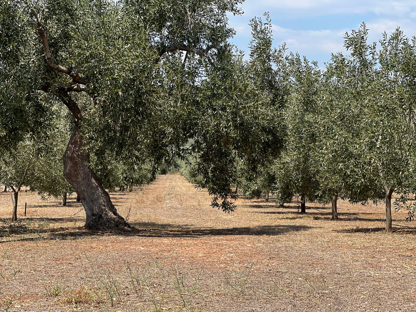 Manoka Estate, Summer