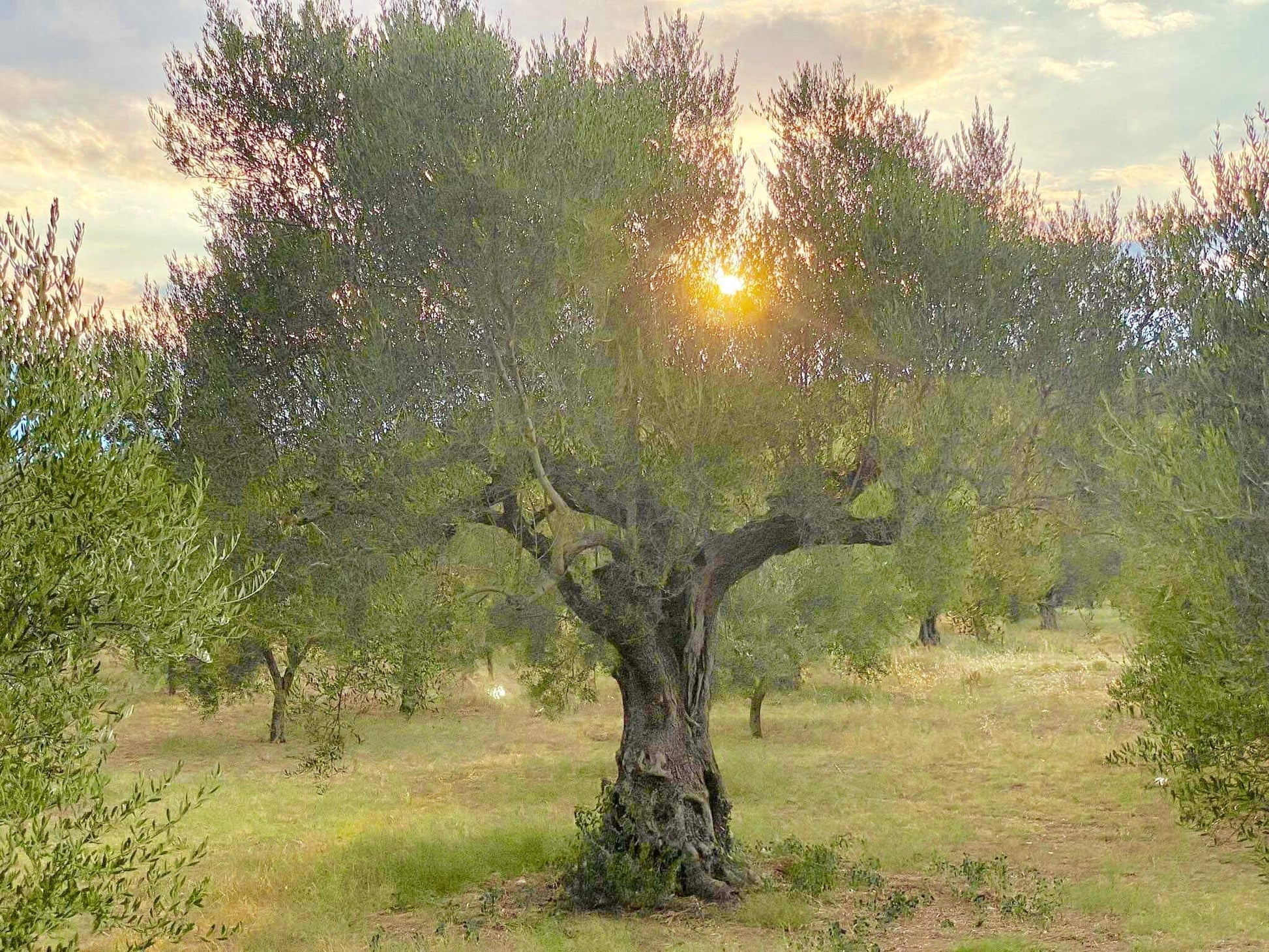 Olive tree nearing harvest!