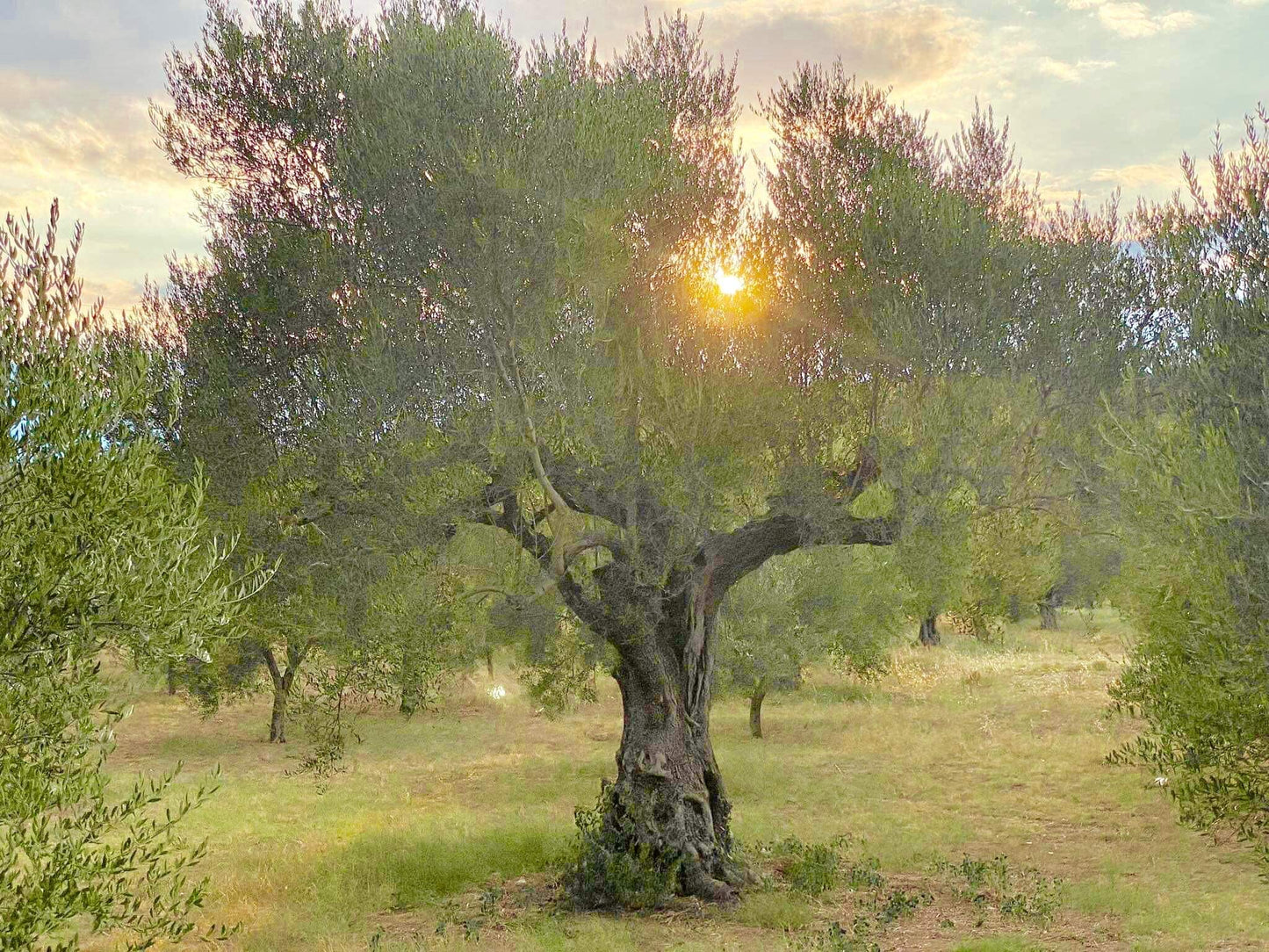 Spartan Gold Kalamata Greek Olives | Single Estate | Kalamon | 11.3oz. (320g)